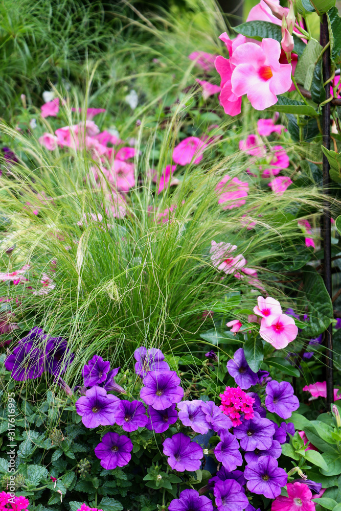 Mexican feather grass with pink mandevilla, hot pink petunias and purple petunias
