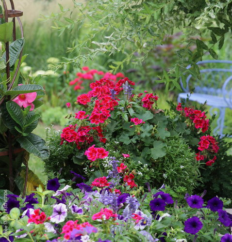 Cherry red geraniums in a garden container are the focal point of this Midwest Garden with a vintage blue bench in the background.