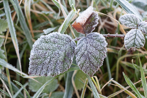 Frosted leaves in a garden during winter