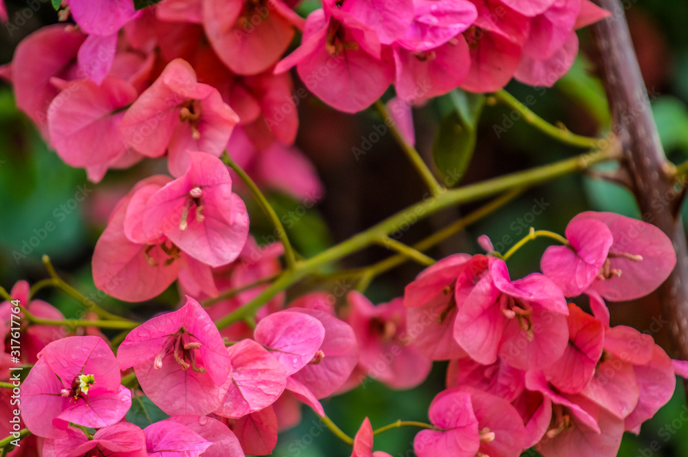 Macro closeup of pink bougainvillea flower with petals blooming in a garden Macro closeup of pink bougainvillea flower with petals blooming in a garden