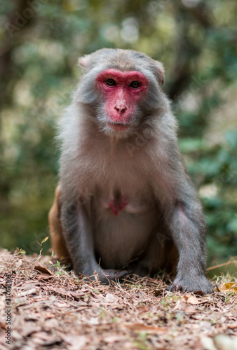 Monkey sitting and looking around with nature background in Hong Kong