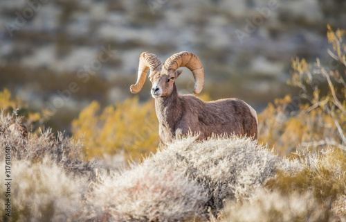 Endangered desert bighorn sheep 