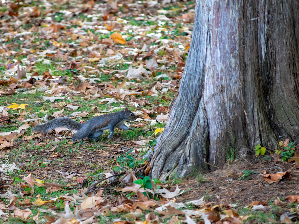 squirrel in park squirrel in park