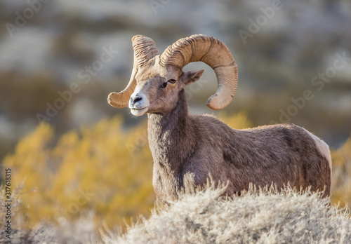 Endangered desert bighorn sheep 