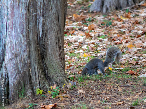 squirrel in park