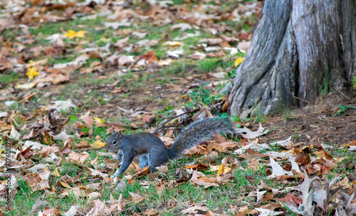 squirrel in park