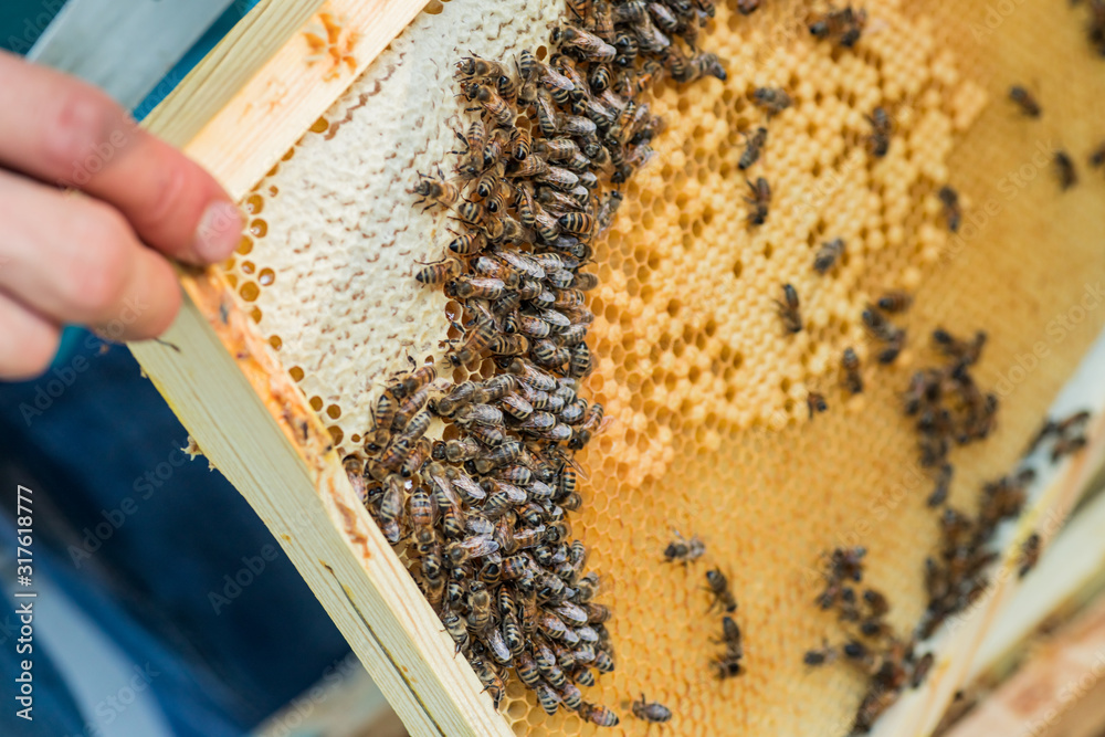 working bee on comb foundation. colony of bees working bee on comb foundation. colony of bees