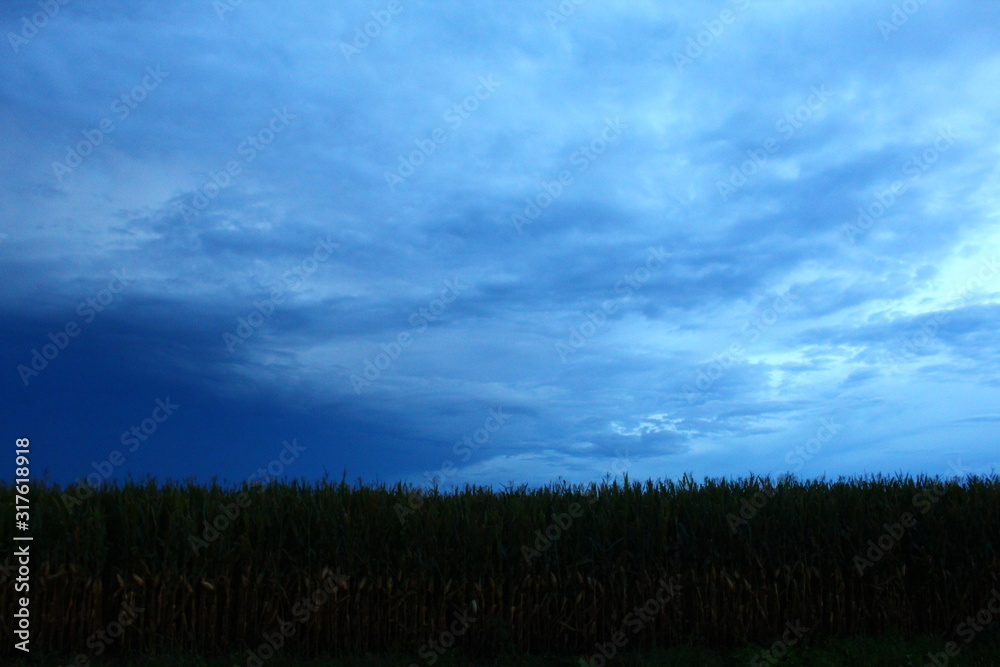 Obraz premium green field and sky