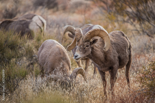 Endangered desert bighorn sheep  © Jen