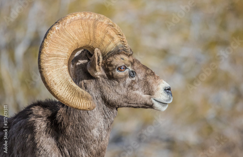 Endangered desert bighorn sheep 