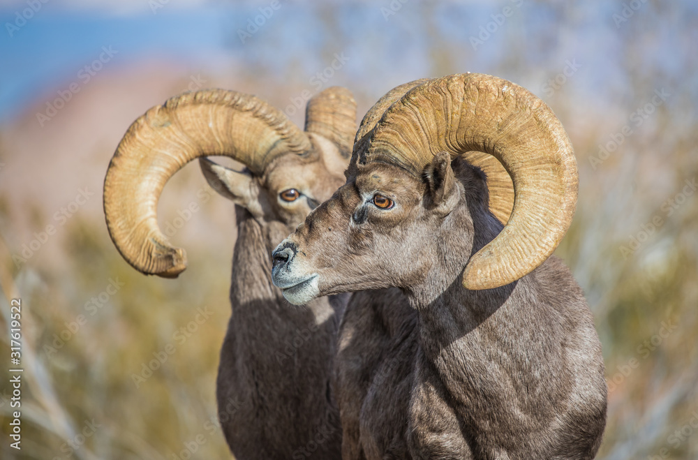 Endangered desert bighorn sheep Endangered desert bighorn sheep