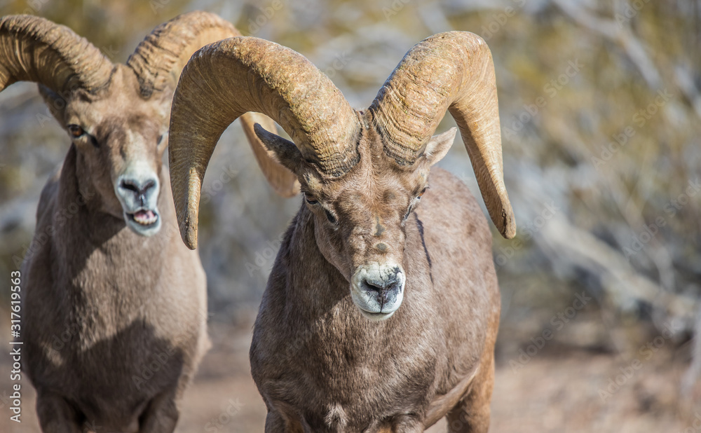 Endangered desert bighorn sheep Endangered desert bighorn sheep