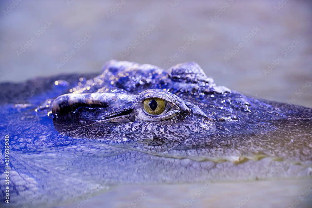 Obraz premium Siamese crocodile Crocodylus siamensis close-up. Small ripples in the water.