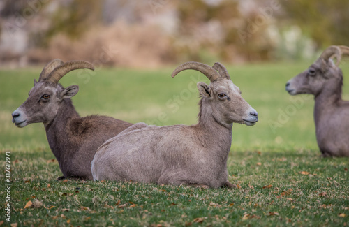 Endangered desert bighorn sheep 