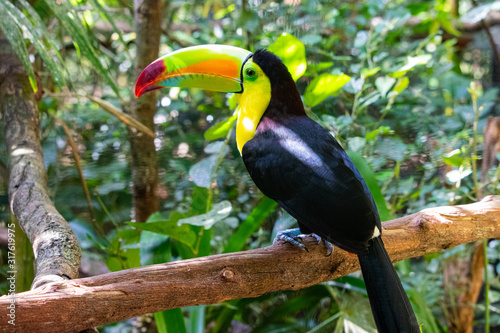 Toucan on a branch