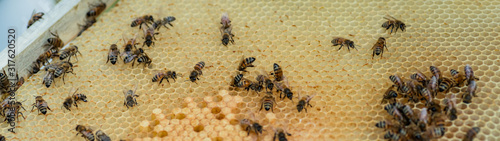 closeup of bees on honeycomb in apiary - selective focus, copy space © Maryna