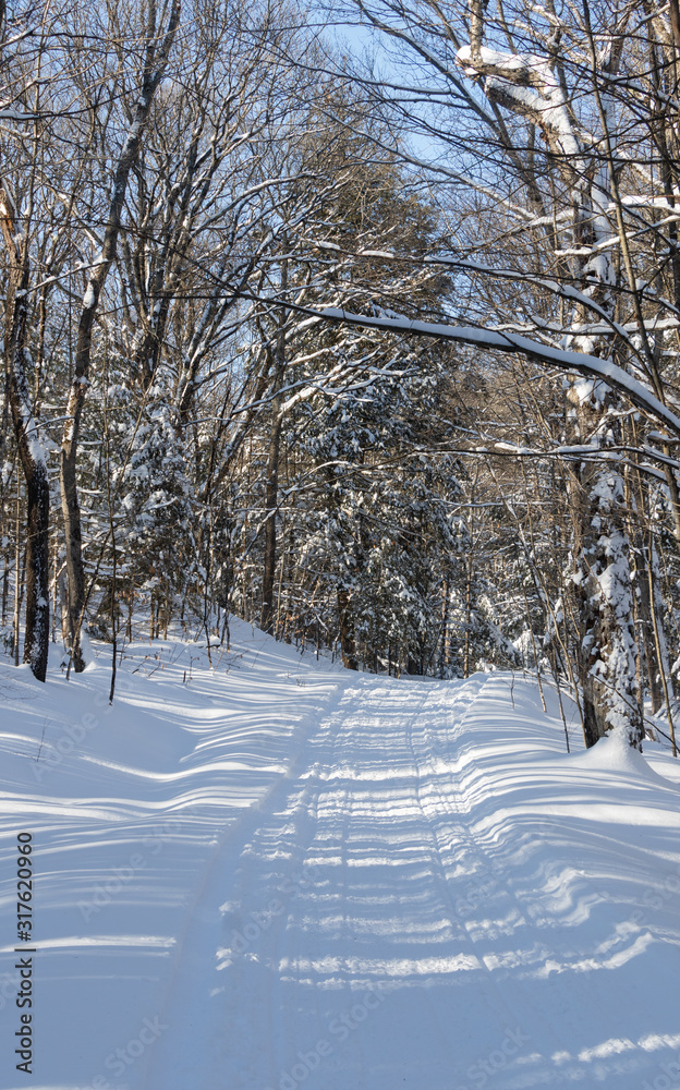 Snow covered branches in a forest along the trans Canada trail also known as the Great Trail Snow covered branches in a forest along the trans Canada trail also known as the Great Trail