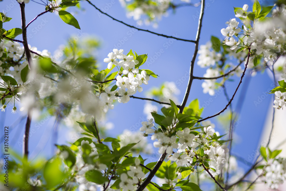 Beautiful floral spring abstract background of nature. Branches of blossoming apricot macro with soft focus on gentle light blue sky background. For easter and spring greeting cards with copy space Beautiful floral spring abstract background of nature. Branches of blossoming apricot macro with soft focus on gentle light blue sky background. For easter and spring greeting cards with copy space