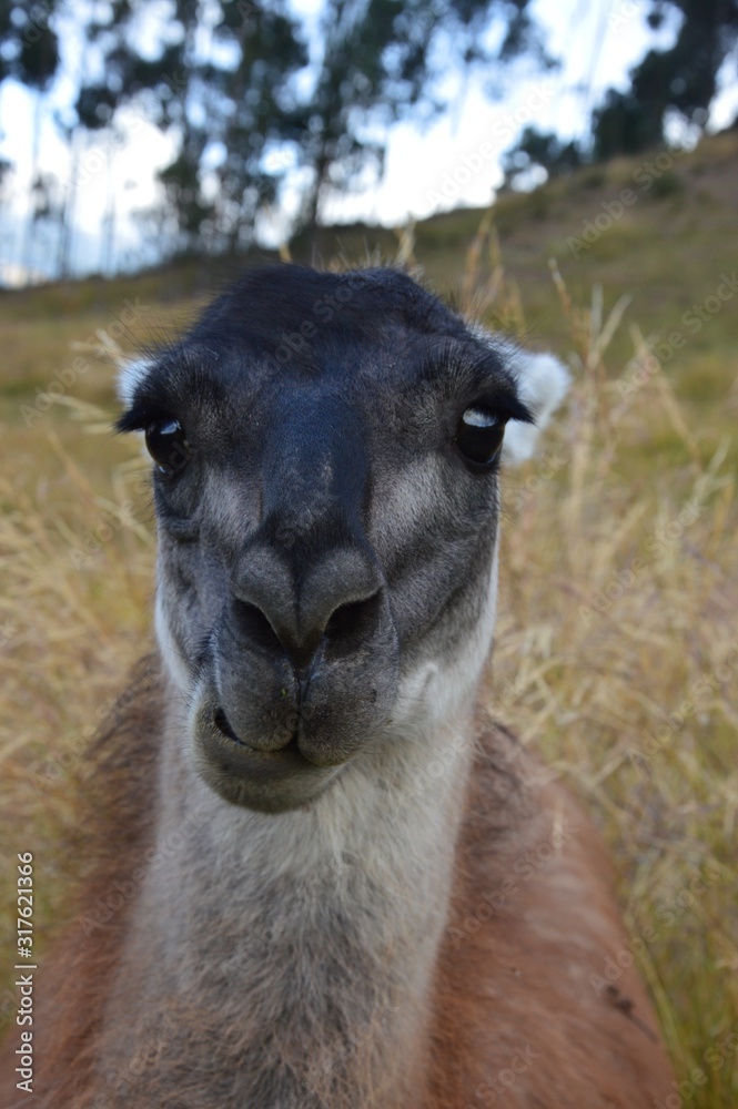 portrait of a lama