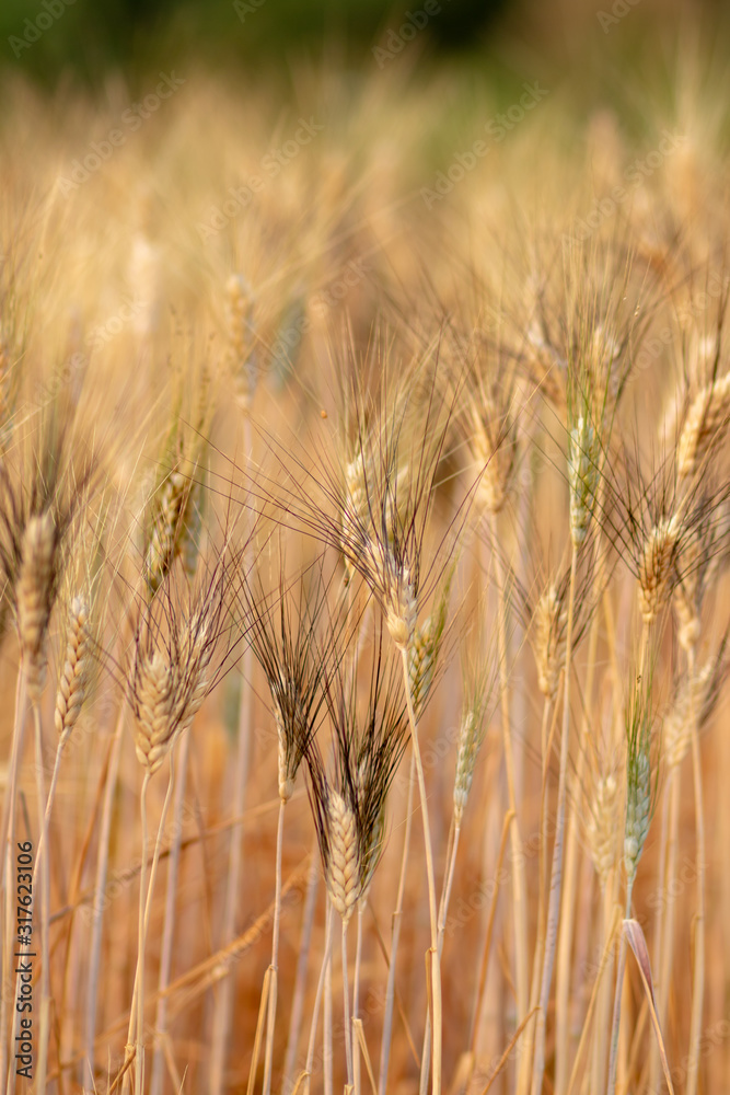 Fototapeta premium Wheat crop field. Ears of golden wheat close up. Ripening ears of wheat field background. Rich harvest Concept.