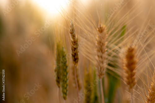 Wheat crop field. Ears of golden wheat close up. Ripening ears of wheat field background. Rich harvest Concept.