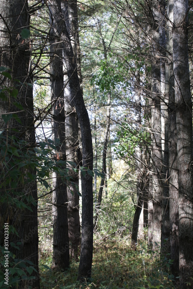 trees in the forest trees in the forest
