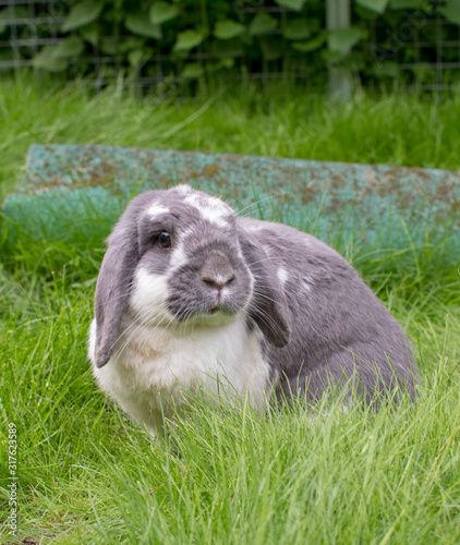 Grey and white rabbit sitting in the grass