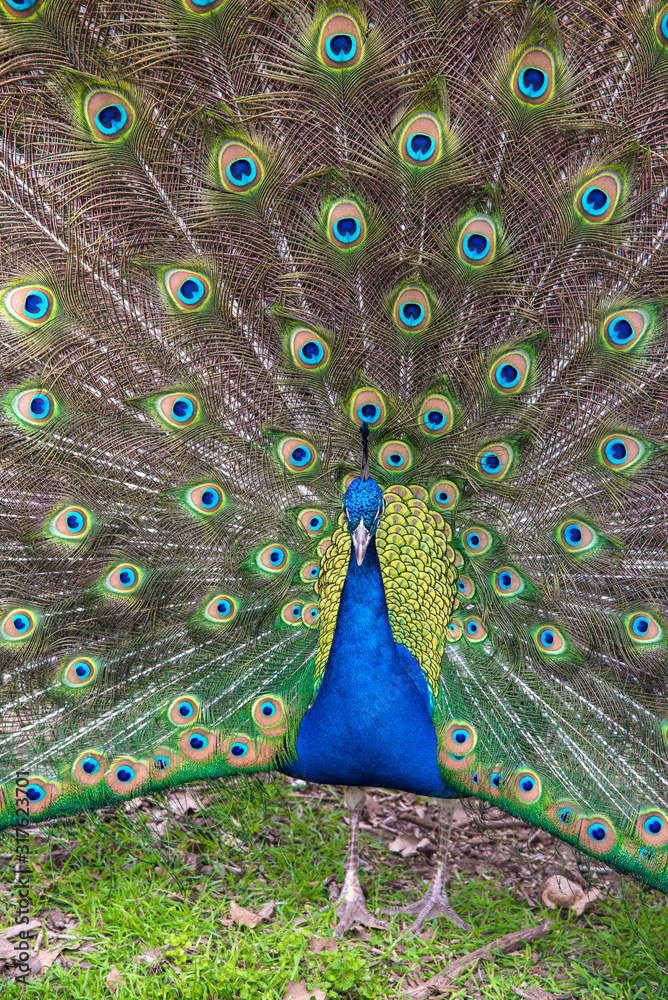 Obraz premium peacock with feathers out