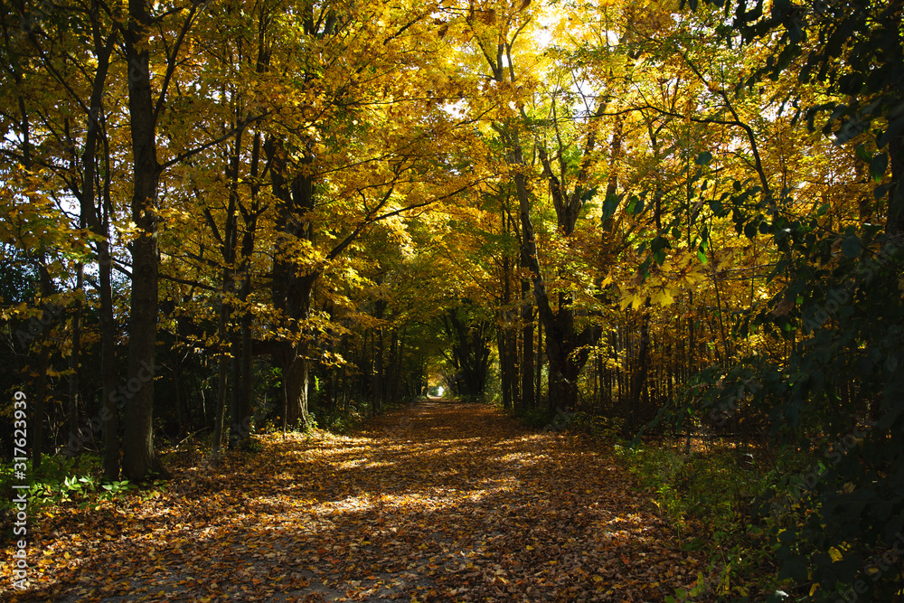 Obraz premium Fall Forest