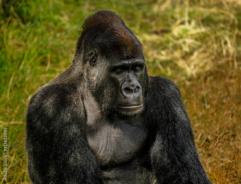 Gorilla Snoozing