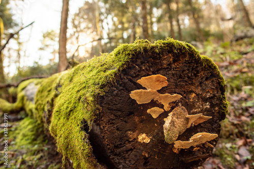 Forest Fungus on a Log