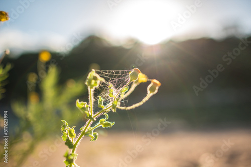 spiderweb on flower