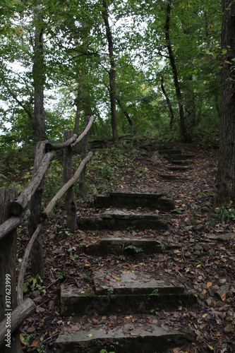 path in forest