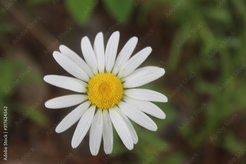 Blooming Fresh White and Yellow Daisy Blooming Fresh White and Yellow Daisy
