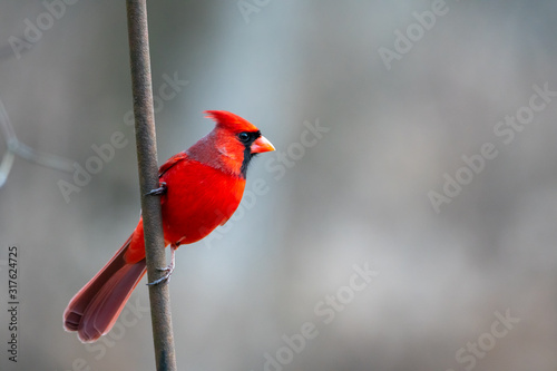 Foto Male Northern Cardinal