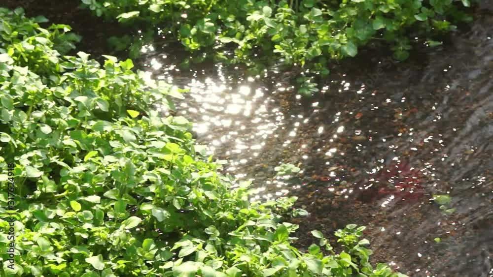 湧き水が流れる小川 湧き水が流れる小川