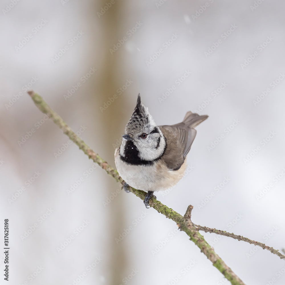 Fototapeta premium The European crested tit, or simply crested tit (Lophophanes cristatus) is a passerine bird in the tit family Paridae.