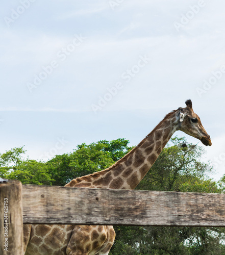 giraffe in a zoo