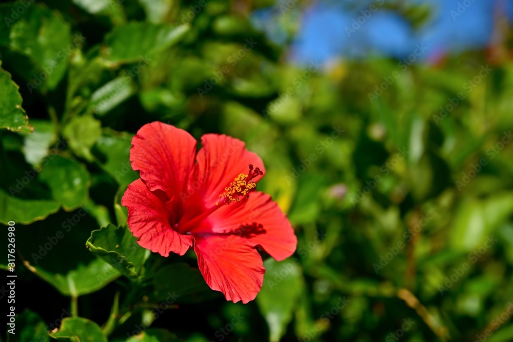光を浴びて輝く満開のハイビスカスの花 光を浴びて輝く満開のハイビスカスの花