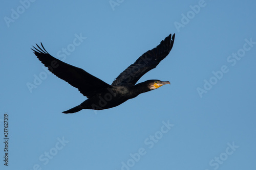 Great Cormorant in flight. His Latin name is Phalacrocorax carbo.