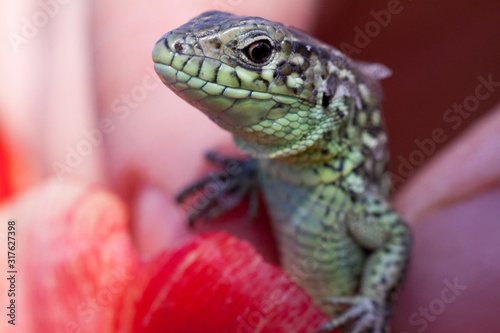 human hand holding a green lizard with a long tail
