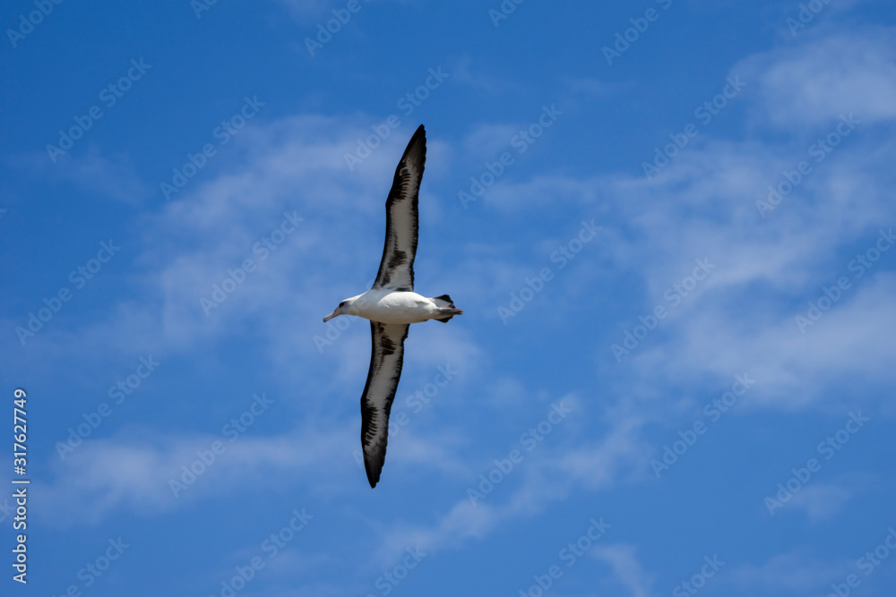 空を飛ぶコアホウドリ 空を飛ぶコアホウドリ