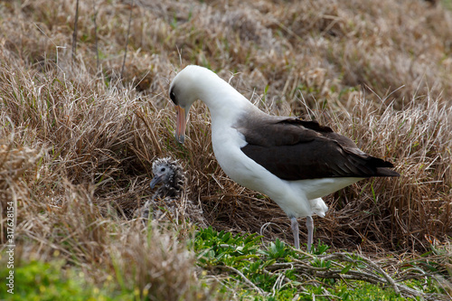 ヒナにエサをあたえるコアホウドリ photo