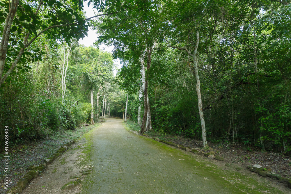 Path in the jungle Path in the jungle