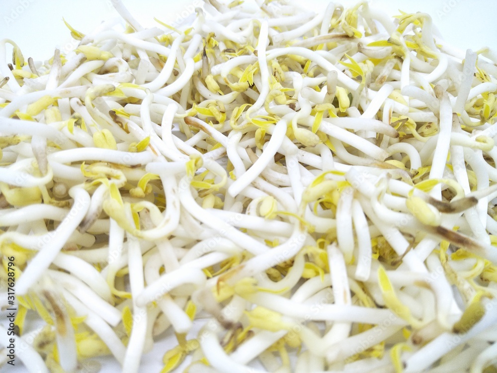 Hand hold fresh Bean kecambah sprout or tauge or toge or taoge from mung beans. Common in Eastern Asian cuisine, made from sprouting beans. Deep of field pile of bean sprouts pattern isolated white 