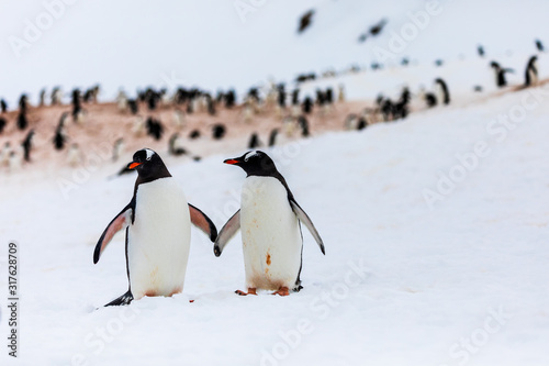 Pair of gentoo penguins in wild nature  near snow and ice in the mountains. In front of colony of multiple penguins. Bird behavior wildlife scene from nature in Antarctica.