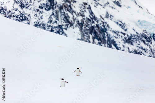 Pair of gentoo penguins in wild nature, near snow and ice in the mountains. Bird behavior wildlife scene from nature in Antarctica.