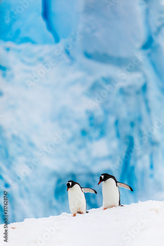 Gentoo penguin couple cuddling, courting, walking in wild nature, near snow and ice caves. Pair of two penguins as friends or in love. Bird behavior wildlife scene from nature in Antarctica.