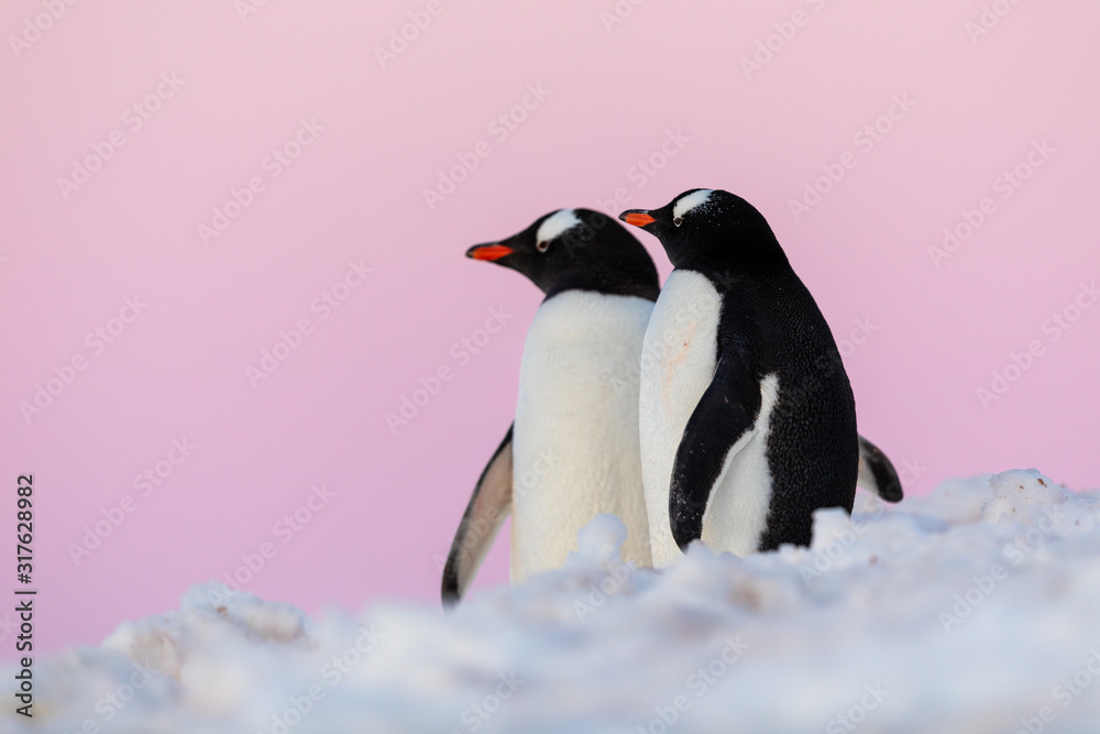 Obraz premium Gentoo penguin couple courting and mating in wild nature, near snow and ice under pink sky. Pair of penguins interacting with each other. Bird behavior wildlife scene from nature in Antarctica.
