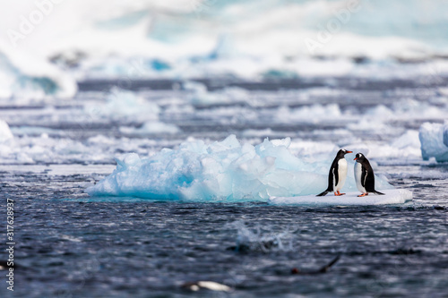 Pair of gentoo penguins in wild nature, fighting on iceberg in the sea water. Bird behavior wildlife scene from nature in Antarctica.